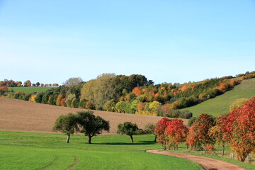 Meadow with grass and big autumn trees against blue sky