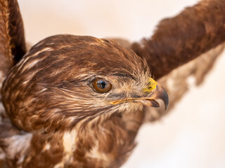 Greifvogel Tier Portrait isoliert