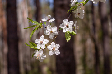 
Spring and flowers