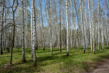 Obraz premium Spring and flowers