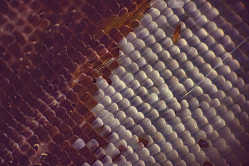Colorful butterfly wings through a microscope