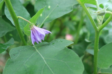 Solanum xanthocarpum Eggplant flower Flowering is a bouquet of flowers.