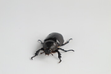Rhinoceros beetle, Hercules beetle, horn beetle, male on white background