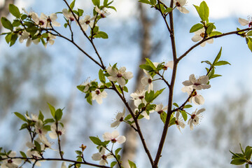 
Spring and flowers