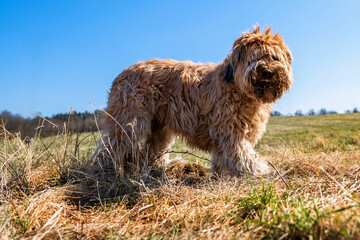 Briard dog with snout dirty with clay and grass on meadow.