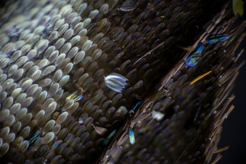 Fototapeta premium Colorful butterfly wings through a microscope