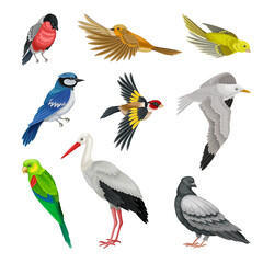 Fototapeta premium Birds as Warm-blooded Vertebrates or Aves with Feathers and Toothless Beaked Jaws Vector Set