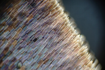 Colorful butterfly wings through a microscope