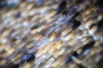Colorful butterfly wings through a microscope