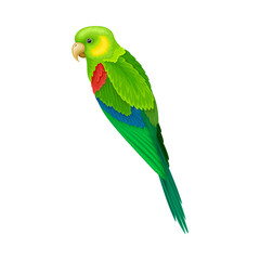 Parrot with Bright Feathers as Warm-blooded Vertebrates or Aves Vector Illustration