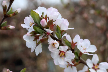 Fototapeta na wymiar Nanking cherry blossom. Sakura