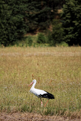 Stork walking on meadow. Countryside landscape 
