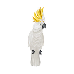 Cockatoo Parrot with Bright Feathers as Warm-blooded Vertebrates or Aves Vector Illustration
