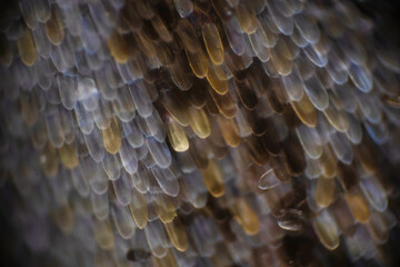 Colorful butterfly wings through a microscope