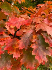 Naklejka na ściany i meble red maple leaves