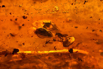 Insects, beetle, fly and others petrified in amber, macrophotography © fotografafanasiev