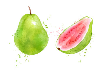 Watercolor vector illustration of Pink Guava