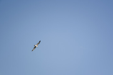Sea gull in flight on a blue sky