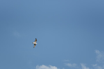 Sea gull in flight on a blue sky