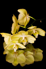 Yellow orchid flowers with reflection on dark background