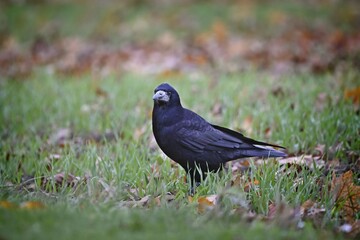 Black crow stands on grass and looking at camera. 