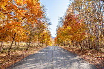 蓼科高原の紅葉