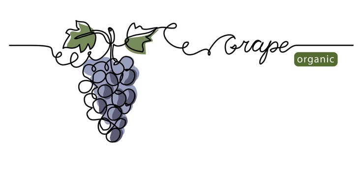 Grape bunch vector illustration. One continuous line drawing art illustration with lettering organic grape.