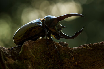 Horned Beetle and Army Mantis