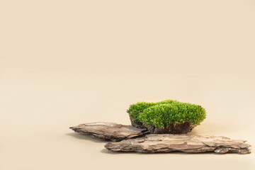 Composition of bark tree and moss on pastel background. Abstract podium for organic cosmetic...