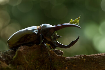 Horned Beetle and Army Mantis