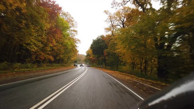 Driving on a beautiful, rainy autumn forest road, stock footage by Brian Holm Nielsen 4