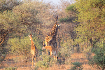 A giraffe family isolated in the African bush image in horizontal format