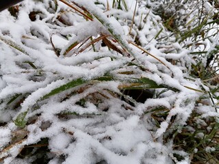 snow covered branches