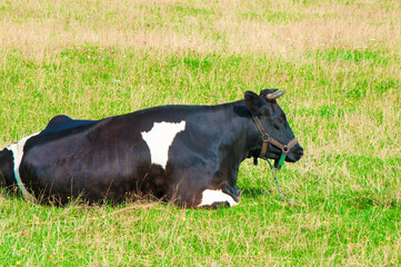 Obraz na płótnie Canvas a large black cow with white spots is lying in the meadow