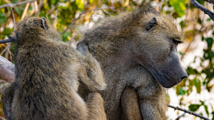 baboon mother and baby