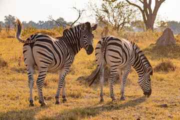 Fototapeta na wymiar zebras in etosha national park