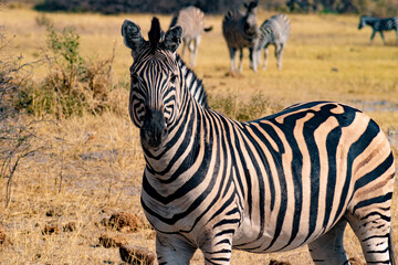 Fototapeta na wymiar watching zebra