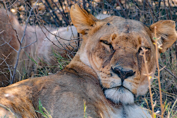 resting lioness