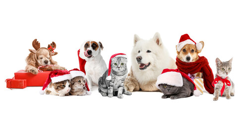 Cats and dogs in Santa Claus hats and with Christmas gifts on white background
