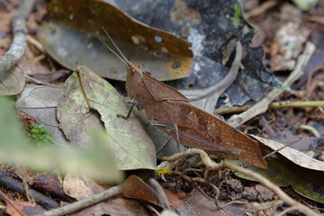 Cricket in Cuyabeno Wildlife Reserve (Amazonia, Ecuador)