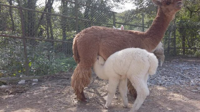 Fluffy, cute, funny alpacas. large brown alpaca feeds small white baby with milk