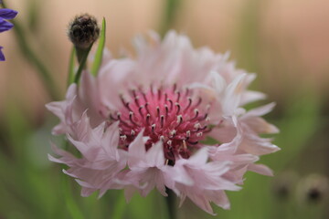 花瓶に挿した矢車菊