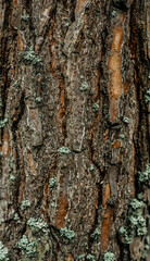 large tall pine bark brown tree trunk moss
