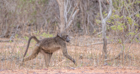 A chacma baboon isolated walking in the African bush image in horizontal format