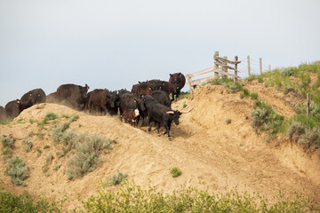 Fototapeta premium Rural outdoor action photo of a herd of Black Angus cattle descending on a dirt trail on the side of a steep hill.