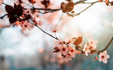 Beautiful Pink Cherry Plum, Prunus Cerasifera Nigra, blooming in early spring. Decorative Landscape Design Tree.