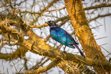 Rüppell's starling, also known as Rueppell's glossy-starling or Rueppell's long-tailed starling, is a species of starling in the family Sturnidae, Lake Mburo National Park, Uganda.	