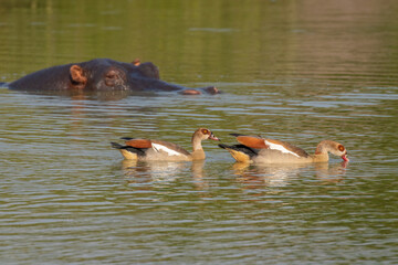 Egyptian nile goose (Alopochen aegyptiaca), Lake Mburo National Park, Uganda.
