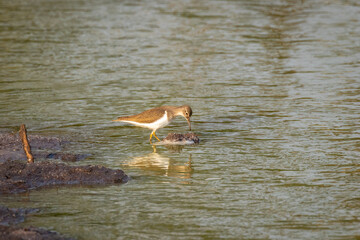 The common sandpiper (Actitis hypoleucos) with reflection, Lake Mburo National Park, Uganda.