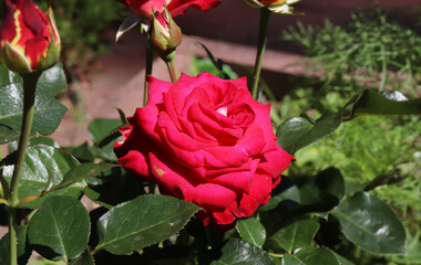 red rose in the garden